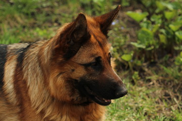 German Shepherd on the grass
