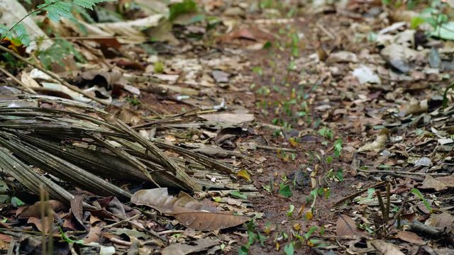 Column of Leaf Cutter Ants (Atta sp.) carrying their leaves along the rainforest floor to their nest in the Ecuadorian Amazon.