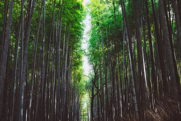 Bamboo Forest