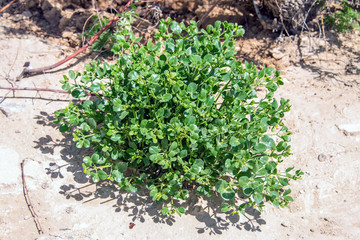 Растения Мангыстау