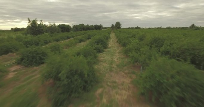 Low aerial flying close over acerola plantation fields in rural fruit production location