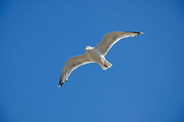 Single seagull suspended in Midair and looking down, with a blue sky as a background.