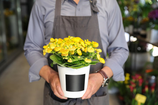 Florist holding blooming Calceolaria herbeohybrida plant n the flowerpot at the flowers shop.