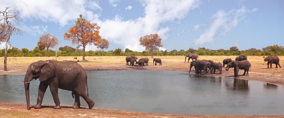 Herd of elephants at a waterhole with a natural pale blue sky in Hwange National Park, Zimbabwe