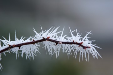 Eisnadeln an Rosenzweig