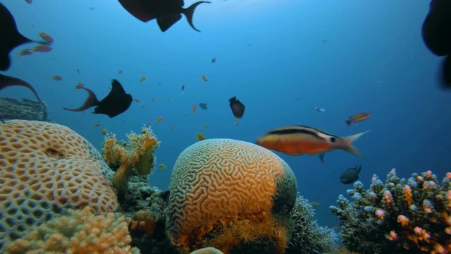 Reef Coral Garden. Picture of a wonderful and beautiful underwater colorful fishes scalefin anthias-fish blue-green chromis and blue trigger-fish with soft and hard corals in the tropical reef.