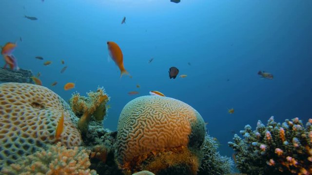 Tropical Colorful Underwater Ambience. Picture of a wonderful and beautiful underwater colorful fishes scalefin anthias-fish blue-green chromis and blue trigger-fish with soft and hard corals .