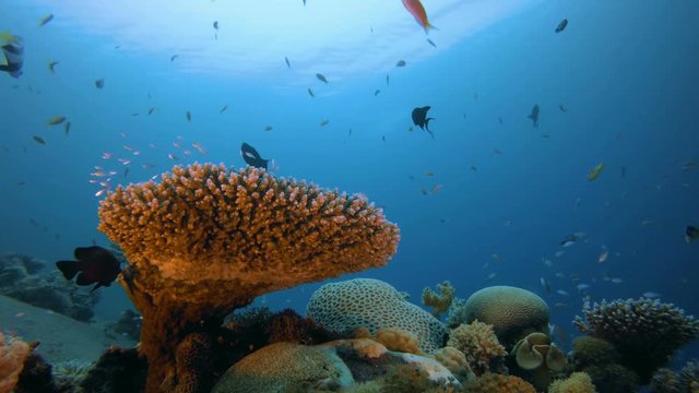 Tropical Blue Water Colorful Fishes. Picture of a wonderful and beautiful underwater colorful fishes scalefin anthias-fish blue-green chromis and blue trigger-fish with soft and hard corals.