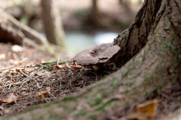 Wild Mushroom