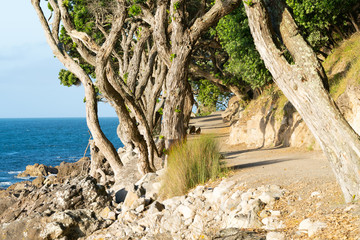 Mount Maunganui base track in golden evening light