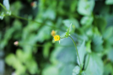 yellow flower in the garden