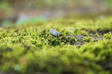 green moss