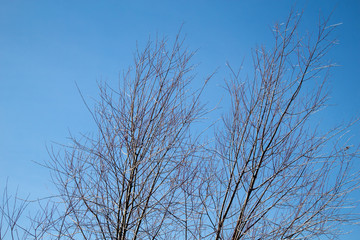 Fototapeta na wymiar tree against blue sky