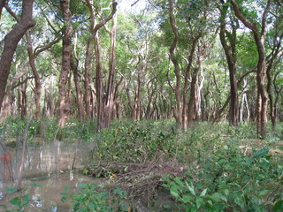 A forest under water