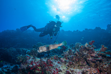Scuba diver watches a puffer fish swimming above the reef