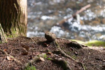 Root at creek