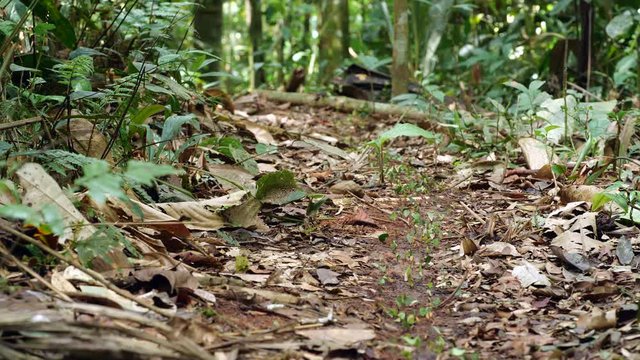 Column of Leaf Cutter Ants (Atta sp.) carrying their leaves along the rainforest floor to their nest in the Ecuadorian Amazon.