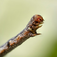 Caterpillar of Geometridae. Small butterfly. Macro close up photo
