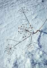 dry plant frozen on snow