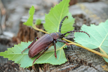 Prionus coriarius. A large beetle of barbel in its natural habitat. Fauna of Ukraine. Shallow depth of field, closeup.