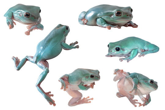 White's tree frog