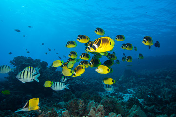 Obraz na płótnie Canvas School of bright yellow fish swim past the camera in blue tropical water