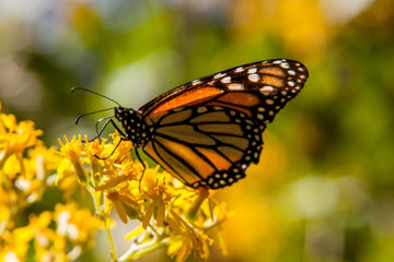 mariposa monarca2