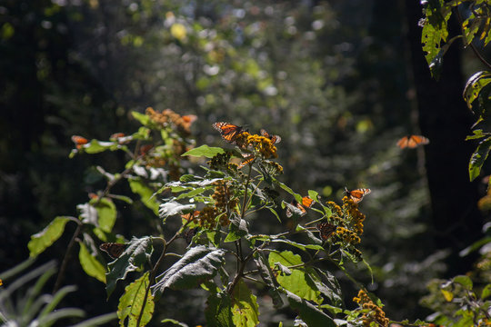 Mariposas monarcas