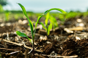 maize in early stages