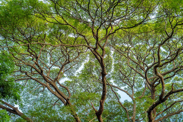 Crown of big green tree against blue sky