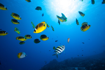 Fototapeta na wymiar School of bright yellow fish swim past the camera in blue tropical water