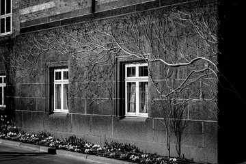 Black and white photo of a building with ivy branches on it