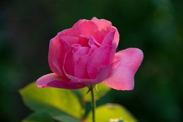 FLOWERS: rose on green