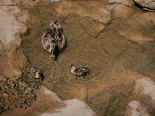 Little duck family
