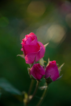FLOWERS: rose on green