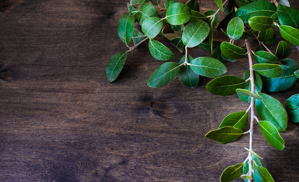 Fresh Green Leaves Of  Feijoa Tree