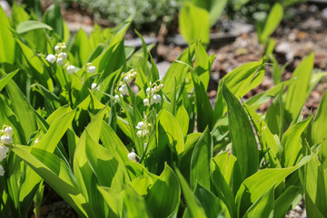 Gartengestaltung: Maiglöckchen im Pflanzkübel