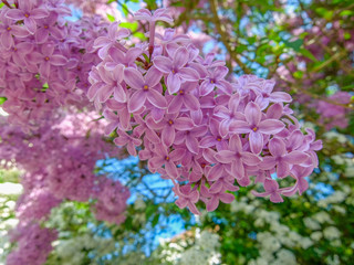 lilac in the garden