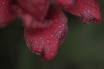 aerial closeup of pink tulip with waterdrops