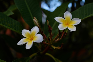 Frangipani flowers after rain with green natural background