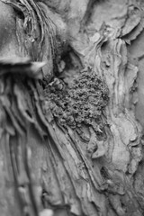 Details and Texture of Tree in Black and White 