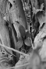 Details and Texture of Tree in Black and White 