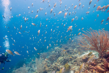 Naklejka na ściany i meble Coral reef off Coast of Bonaire