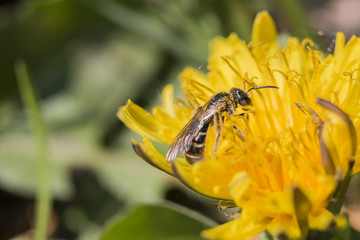 fleißige Insekten im Frühling 
