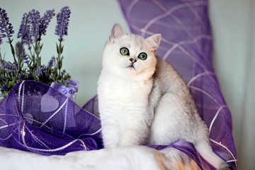 White british kitten with emerald eyes in lavender