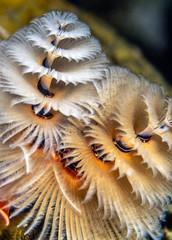 Spirobranchus giganteus,Christmas tree worms,