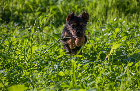 Perro saltando entre la hierva en el campo