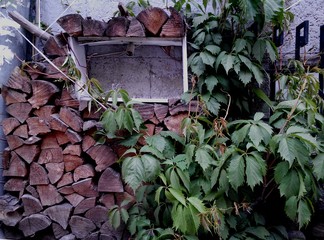Stacked firewood with green wild grapes. Cozy lifestyle concept