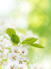 Apple tree flowers spring vertical background