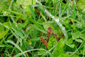 drops of water on green grass dew rain
